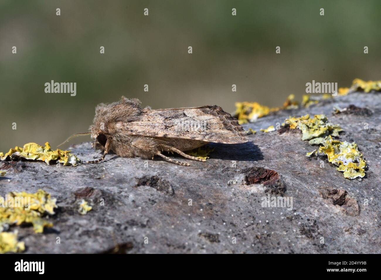 Rustique (Luperina testacea), installé à l'écorce de liched, vue latérale, France, Bretagne, Côtes-d'Armor, Erquy Banque D'Images