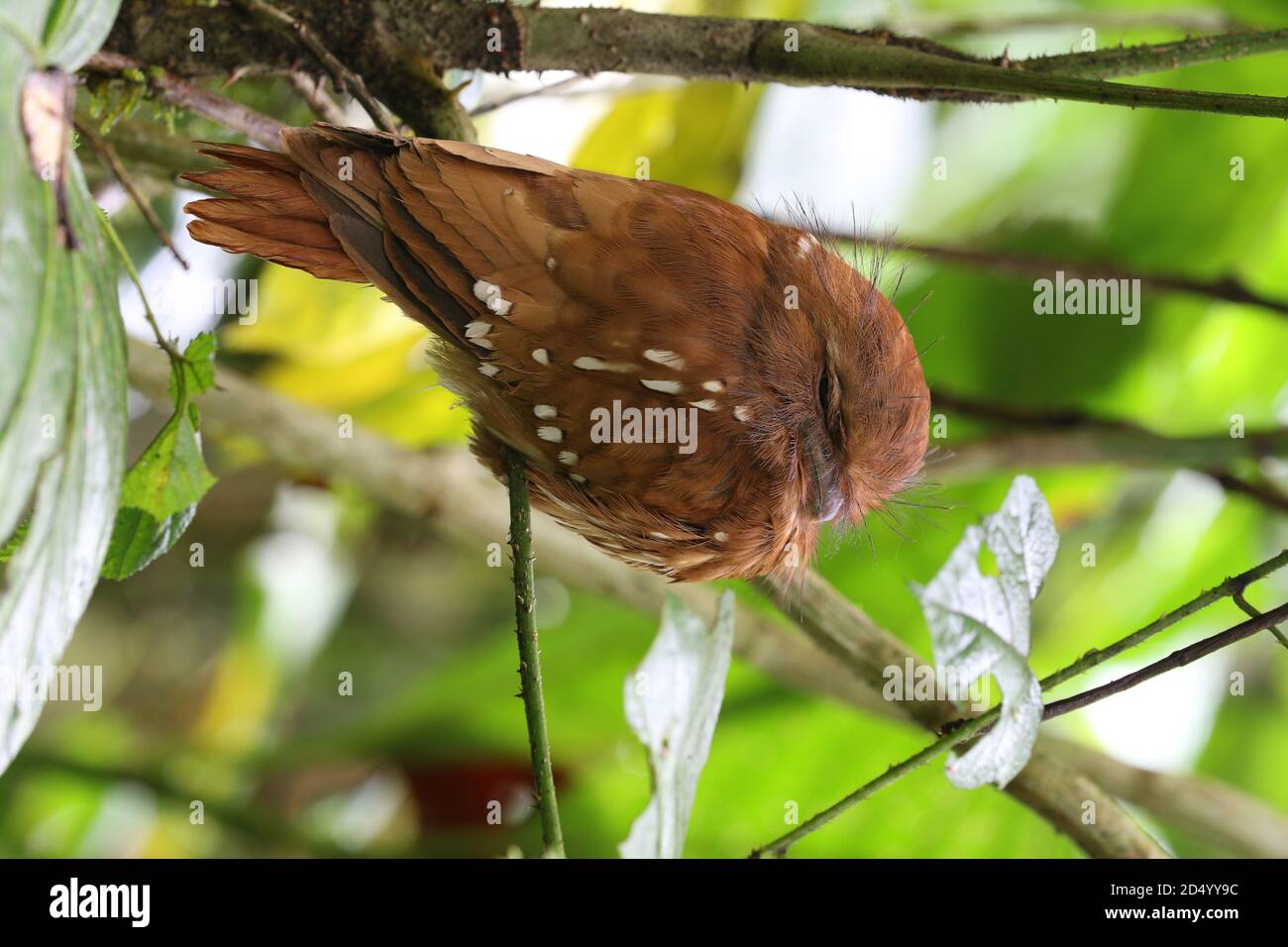 Bouche-grenouille à tête pâle, bouche-grenouille à queue courte, bouche-grenouille Sumatran (Batrachostomus poliolophus), assise sur une branche, Indonésie, Sumatra, Mont Banque D'Images