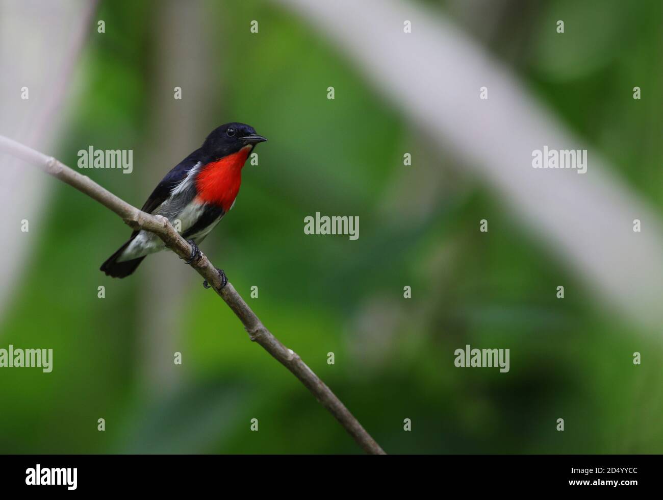 Pic de fleurs à flancs noirs (Dicaeum celebecicum), perché sur une petite branche de la forêt tropicale, Indonésie, Sulawesi, Régence de Wakatobi Banque D'Images