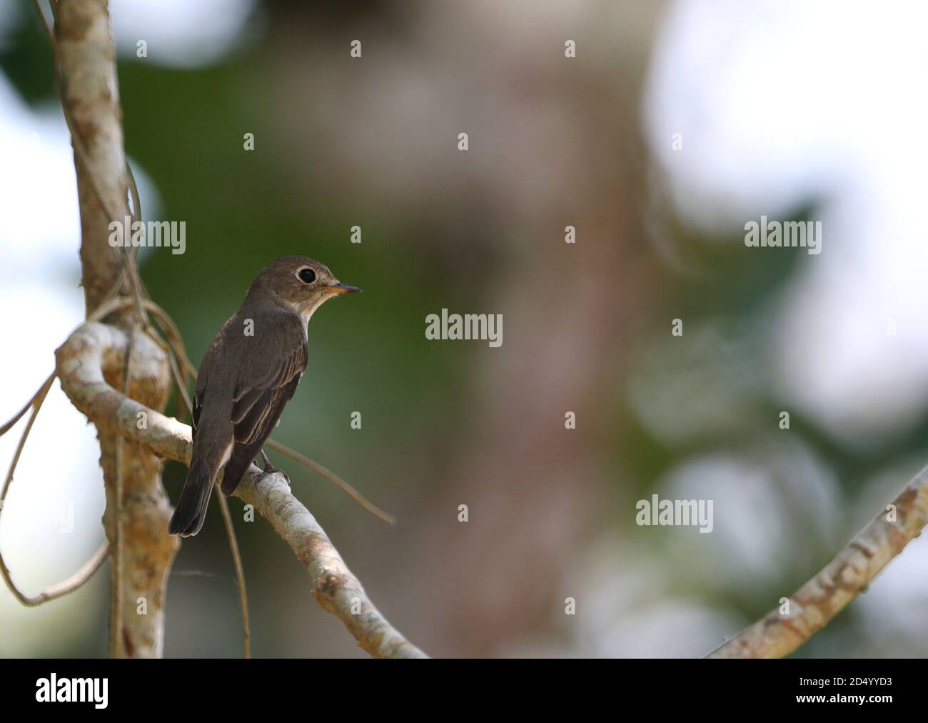 Flycatcher brun (Muscicapa dauurica), perché sur une branche, regardant sur l'épaule, Vietnam, Cat Tien Banque D'Images