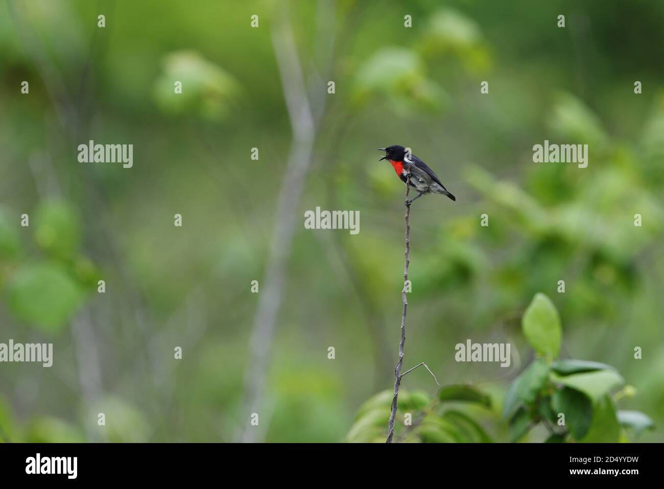 Pic de fleurs à flancs noirs (Dicaeum celebecicum), perché sur une petite branche de la forêt tropicale, Indonésie, Sulawesi, Régence de Wakatobi Banque D'Images