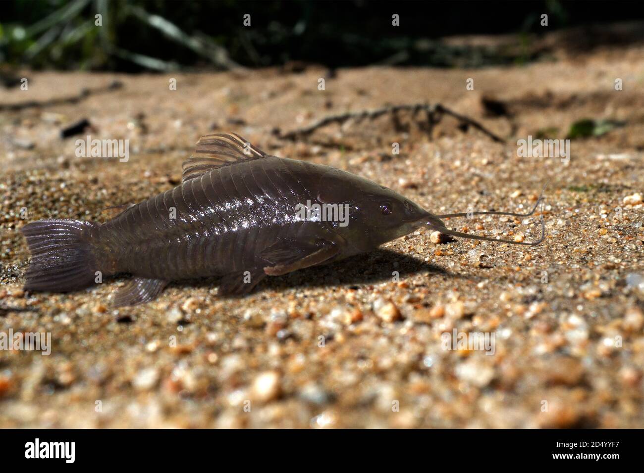 Poisson Qui Marche Banque D Image Et Photos Alamy Poisson Qui Marche Banque D Image Et Photos Alamy