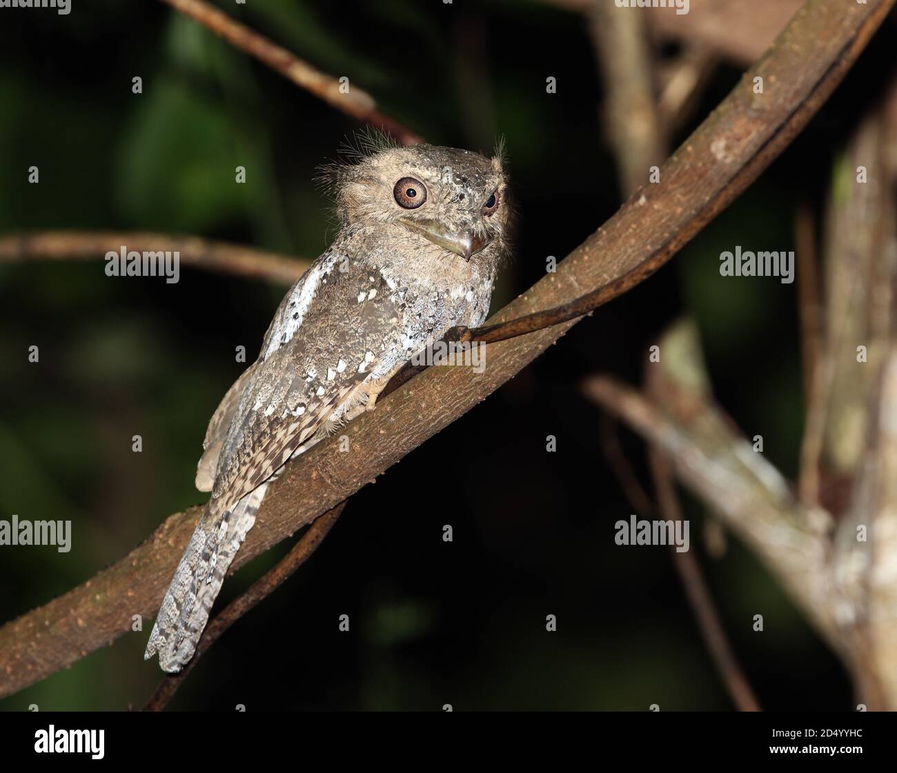 la bouche de ceylan (Batrachostomus moniliger), perchée sur une branche pendant la nuit, Inde, Ghats occidentaux, Thetakad Banque D'Images