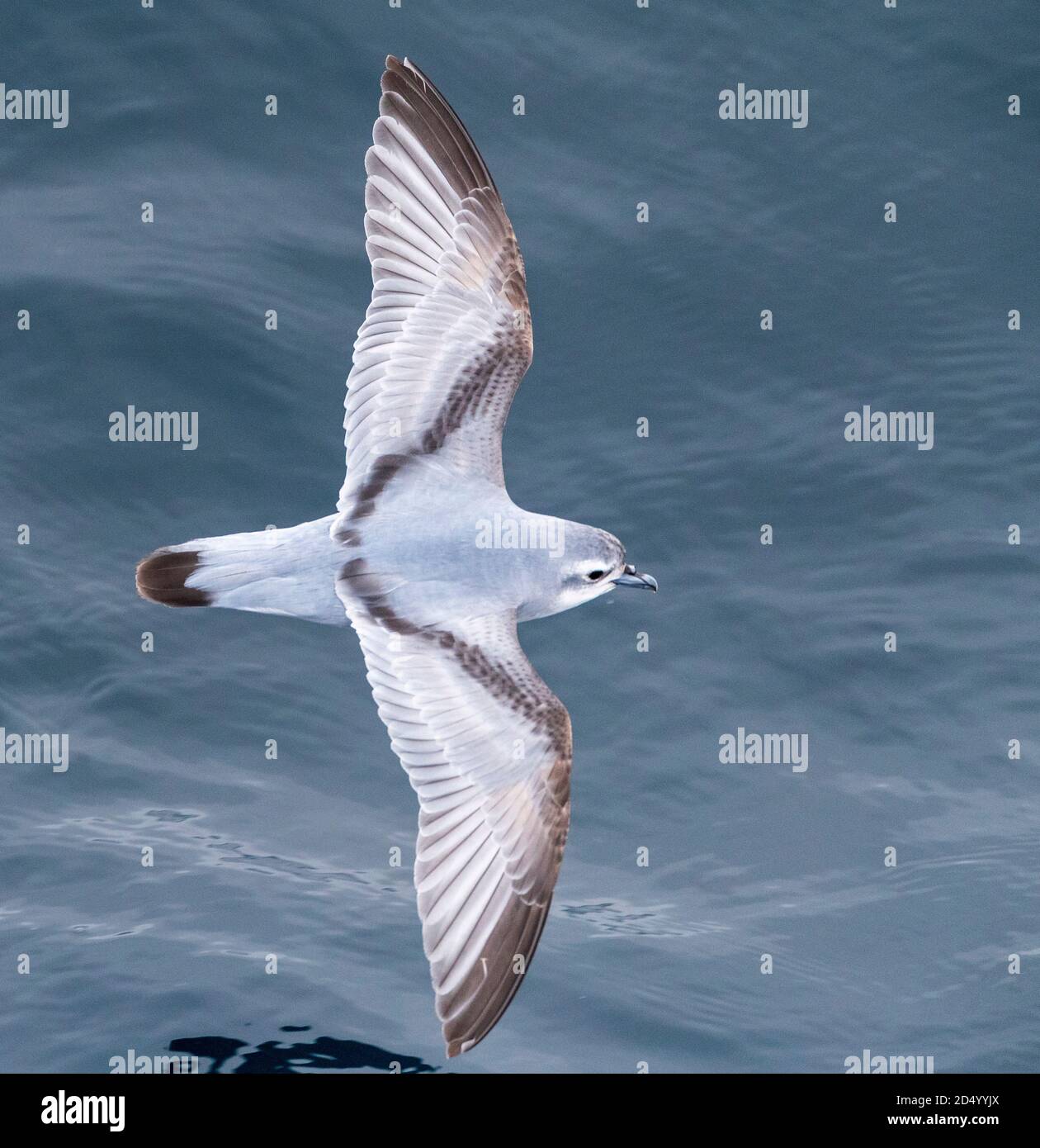 Prion à bec épais, Fulmar Prion (Pachyptila crassirostris), en vol au-dessus de l'océan Pacifique sud, Nouvelle-Zélande, îles Bounty Banque D'Images