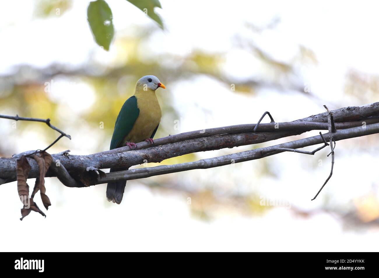 Sola fruit Dove (Ptilinopus mangoliensis), assise sur une branche dans une forêt tropicale de pluie sur l'île de Taliabu, Indonésie, Maluku, île de Taliabu Banque D'Images