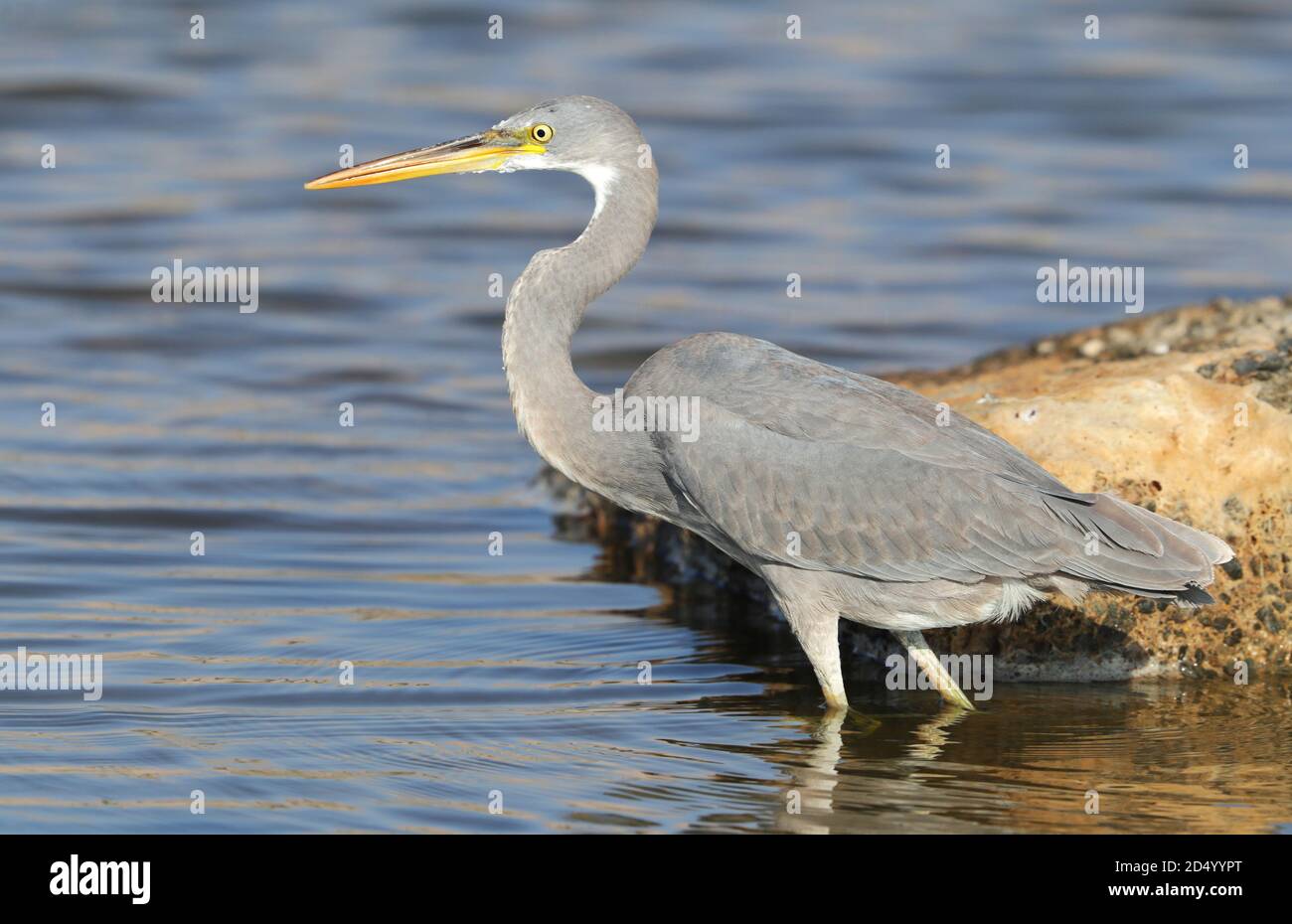 Egretta gularis (Egretta gularis), marche à travers les eaux peu profondes de la mer, Oman, Quriyat Banque D'Images