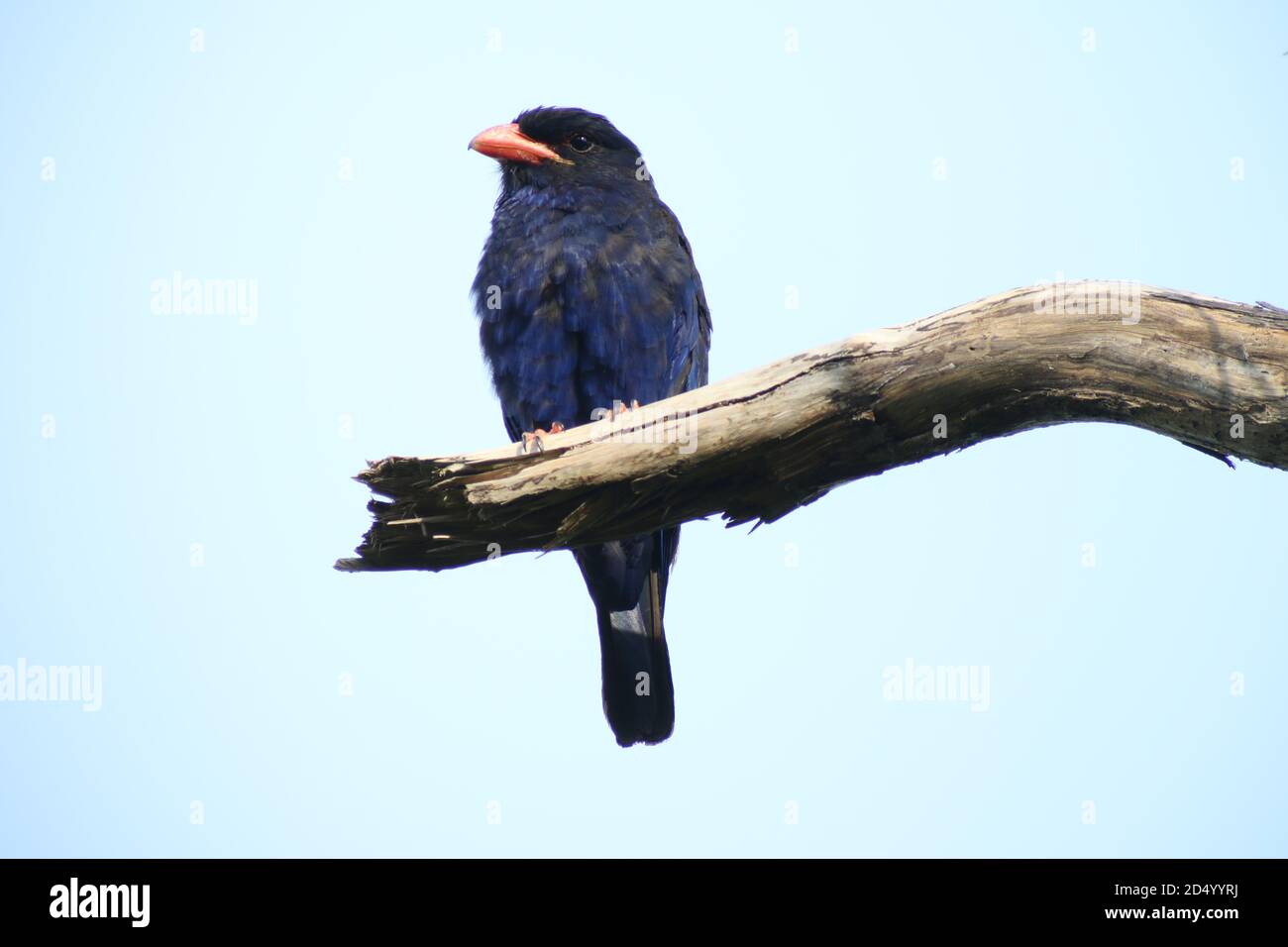 Rouleau d'azur, oiseau de poupée d'azur (Eurystomus azurus), perché sur une branche horizontale, endémique aux îles de Maluku, en Indonésie, au nord de Maluku, à Halmahera Banque D'Images