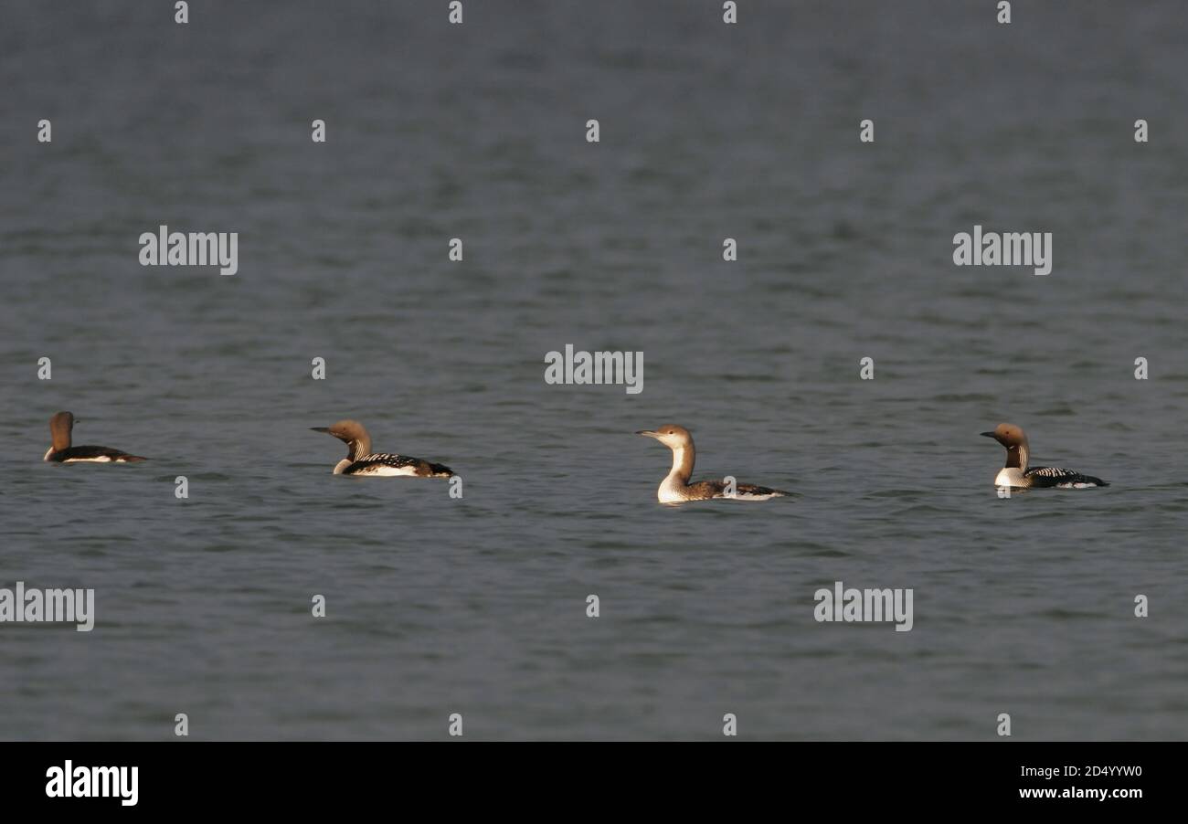 Plongeur à gorge noire (Gavia arctica), groupe familial, oiseaux du premier été et trois adultes, Danemark Banque D'Images