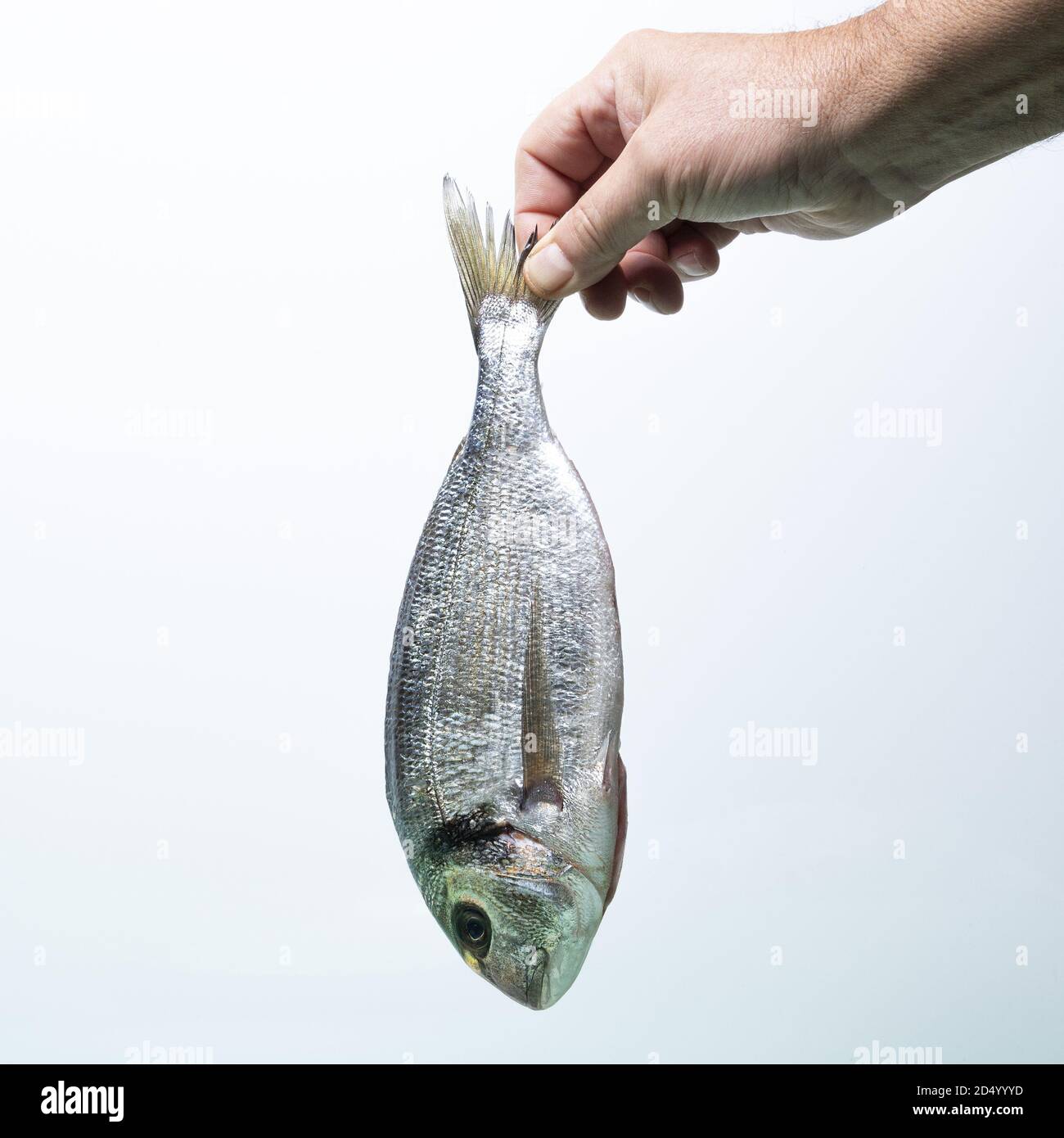 un petit-déjeuner de mer tenu d'une main avec le blanc arrière-plan Banque D'Images