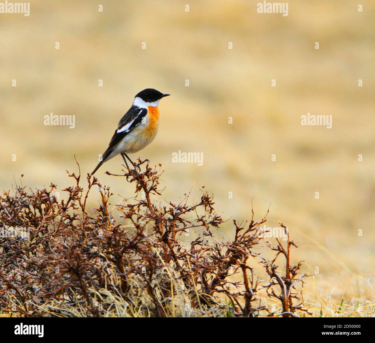 le bushchat de hodgson (Saxicola insignis), mâle adulte perché sur un petit buisson, Mongolie, lac Khukh Banque D'Images