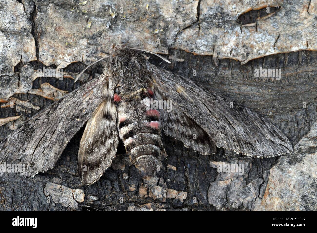 Convolvulus hawkmoth, Morning Glory sphinx Moth (Agrius convolvuli, Herse convolvuli, Sphinx convolvuli), l'ompe de convolvulus morte qui se trouve sur l'écorce, Banque D'Images