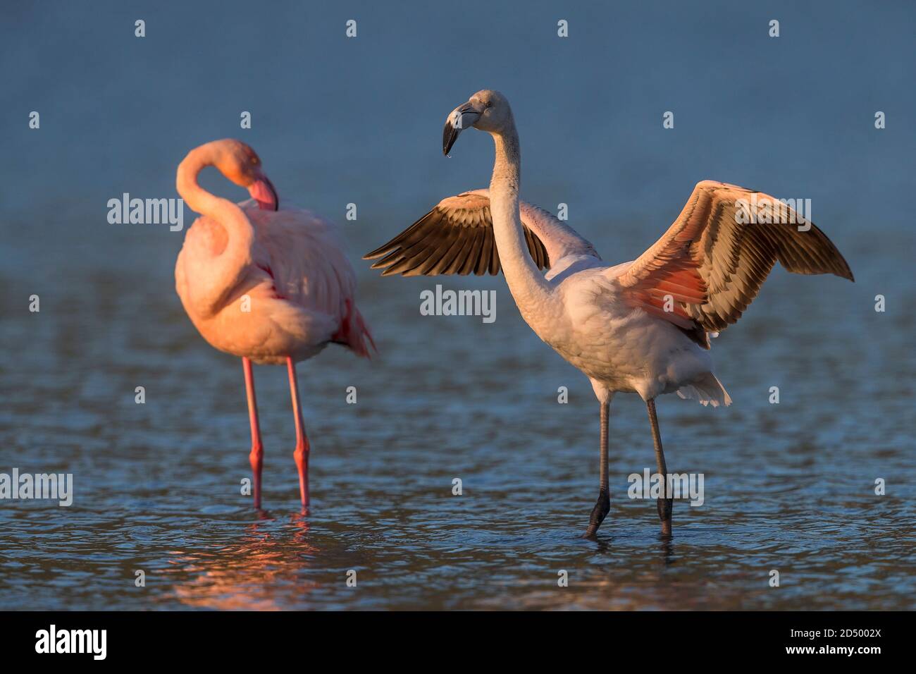 Grand flamants roses (Phoenicopterus roseus, Phoenicopterus ruber roseus), perchés dans l'eau, escadres, Italie, Stagno di Peretola Banque D'Images