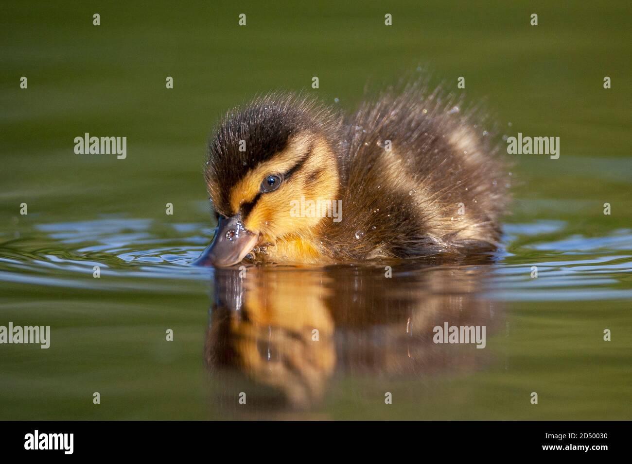mallard (Anas platyrhynchos), tourbillons et fourraging à la surface de l'eau, pays-Bas Banque D'Images