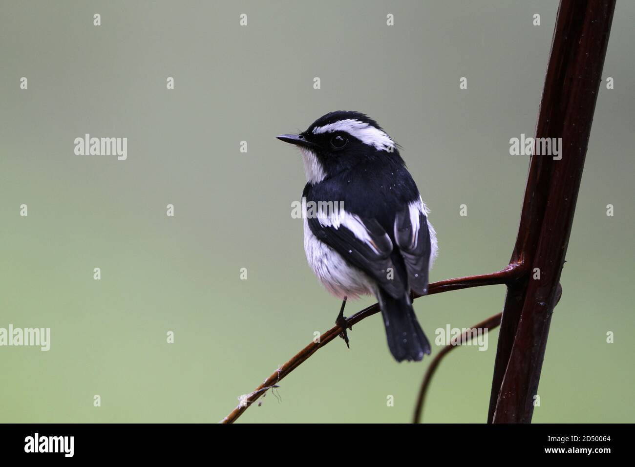Petit flycatcher à pied (Ficedula westermanni), assis sur une branche, Malaisie, Bornéo, Sabah, Mont Kinabalu Banque D'Images