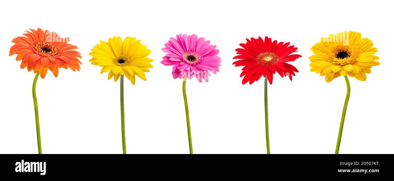 Groupe de fleurs Gerbera isolé sur fond blanc Banque D'Images