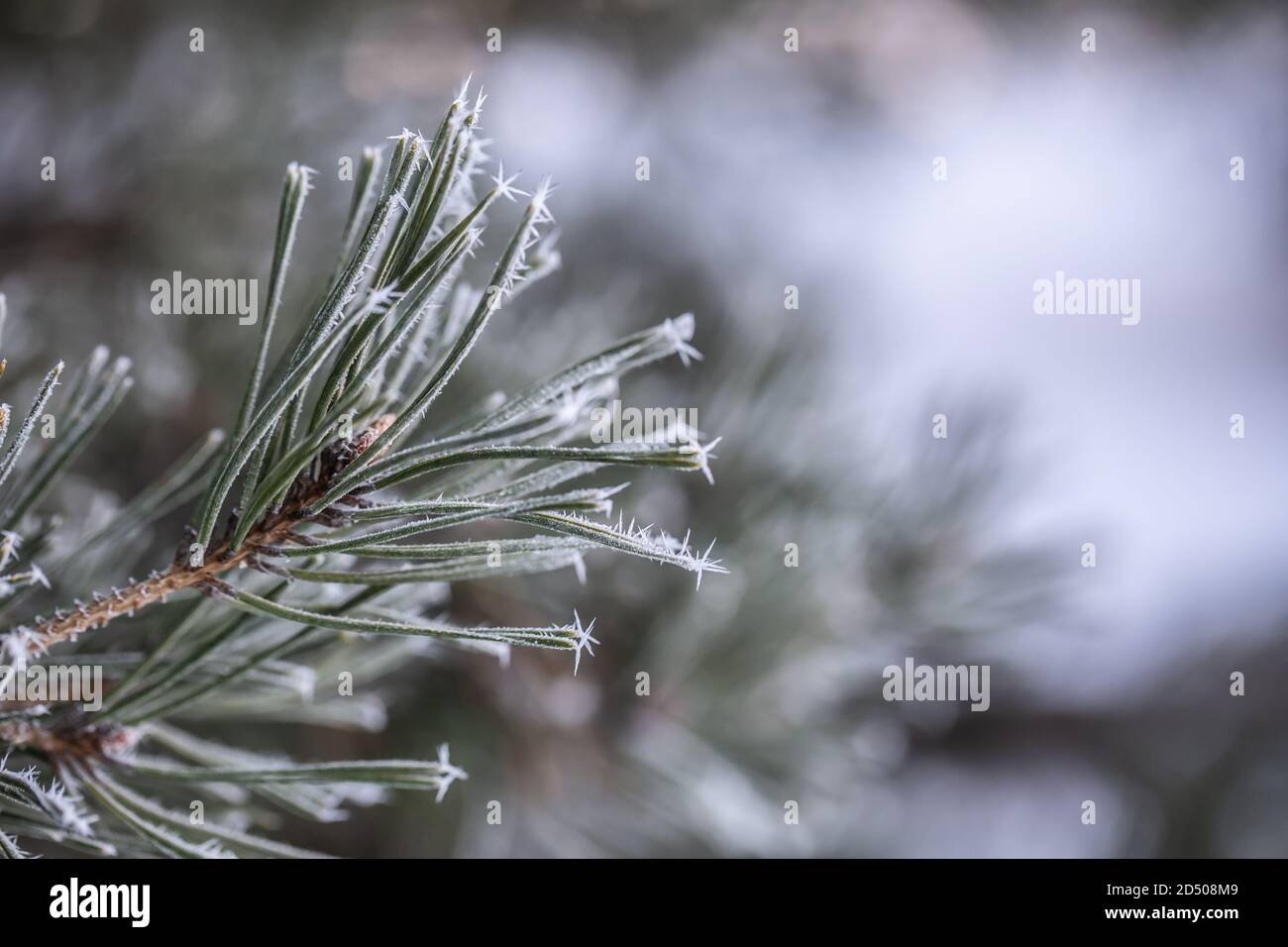 Branche surgelée d'un pin en hiver Banque D'Images