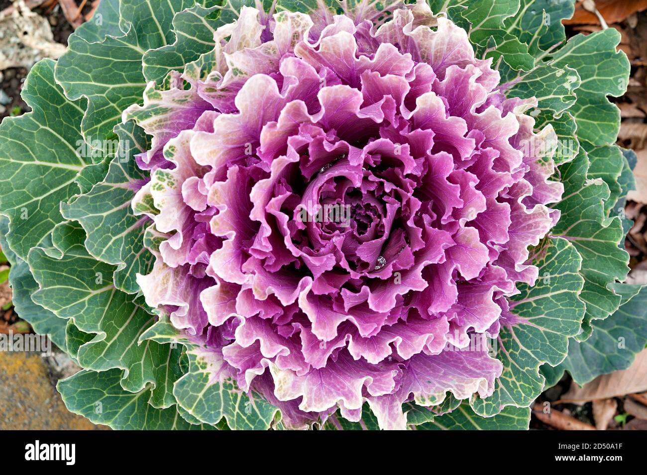 Beau chou violet ornemental avec des gouttes d'eau. Banque D'Images