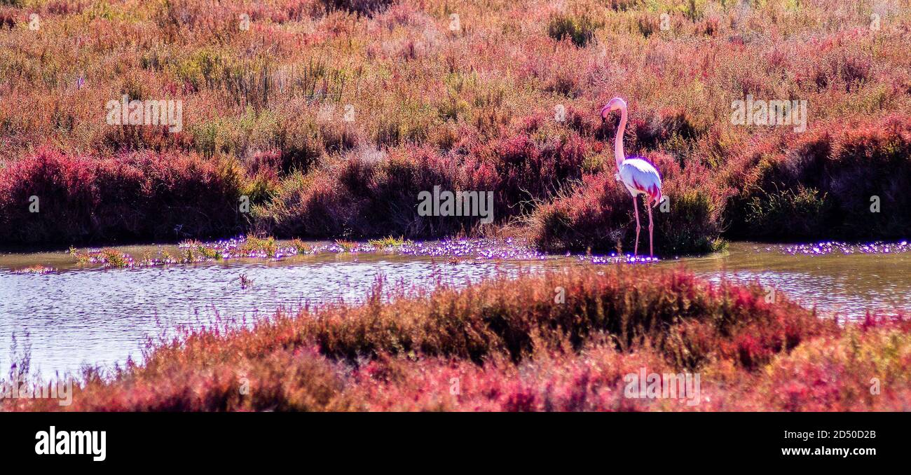 Camargue : Flamingo seul Banque D'Images