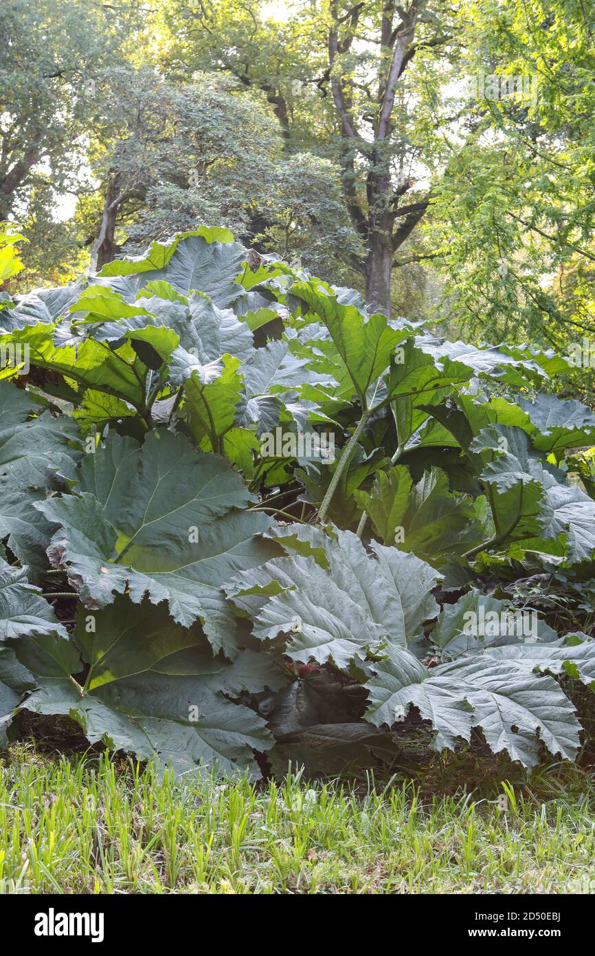 Gunnera manucata / rhubarbe géante Banque D'Images
