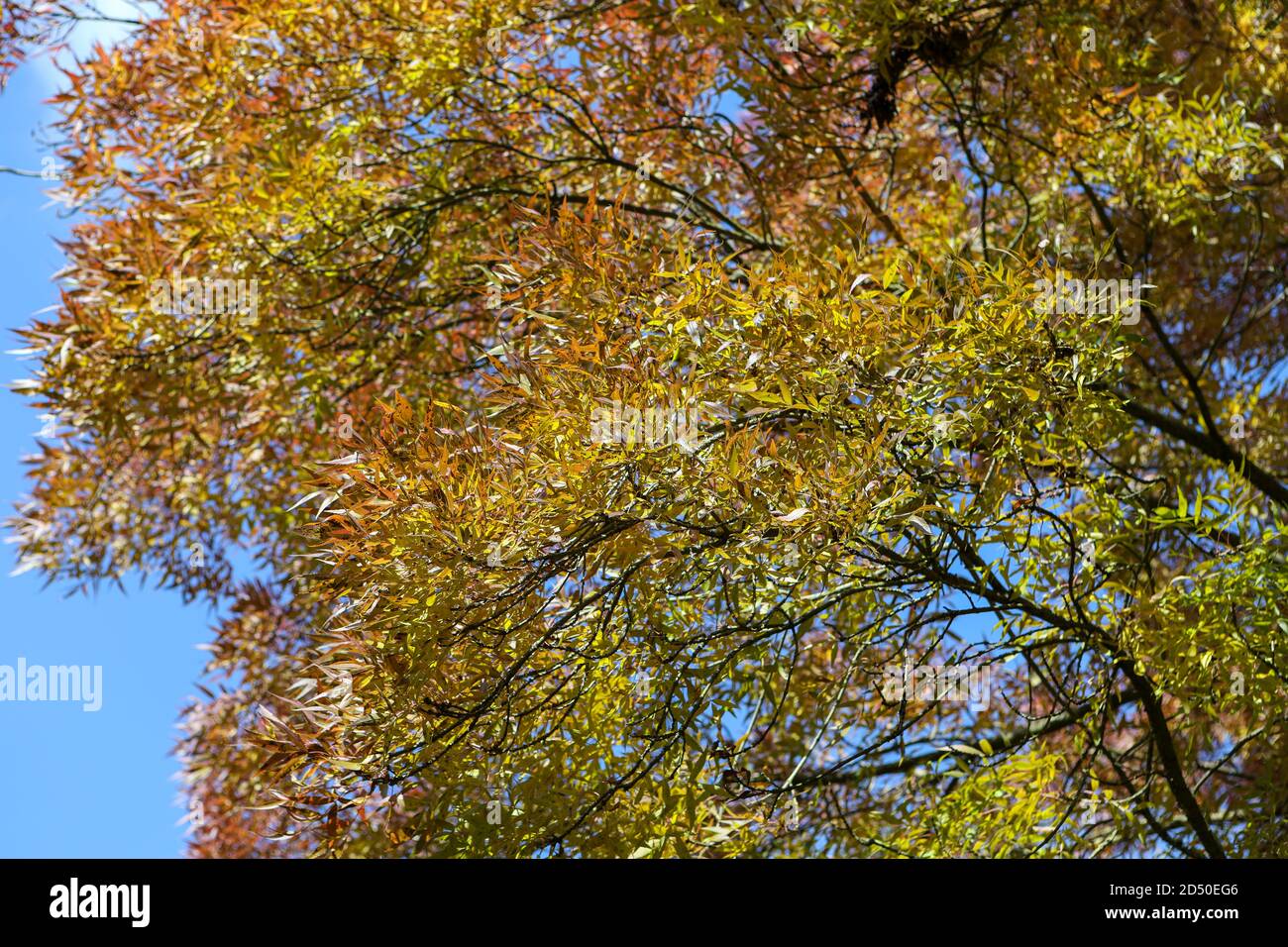 Fraxinus angustifolia 'Raywood' - les feuilles changent de couleur en automne Banque D'Images