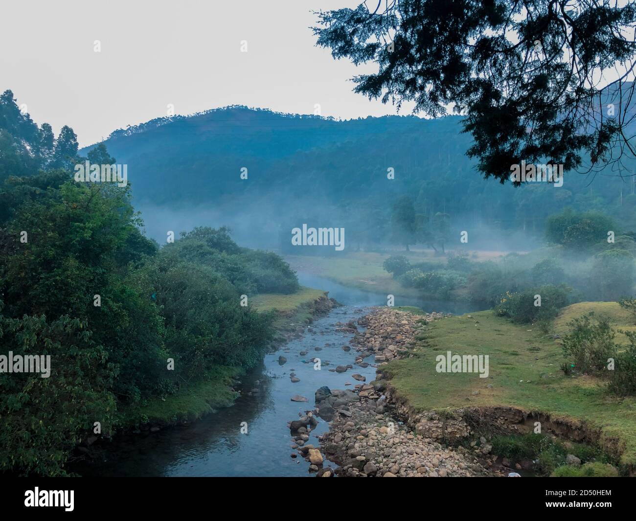Une vue brumeuse tôt le matin sur un ruisseau à Munnar, dans l'état indien du sud du Kerala. Banque D'Images