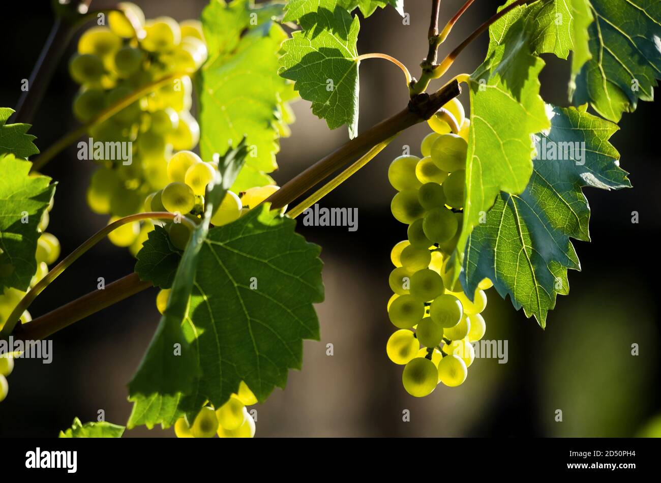 Raisins mûrs dans un vignoble. Vignes brillantes au soleil. Mise au point peu profonde. Banque D'Images