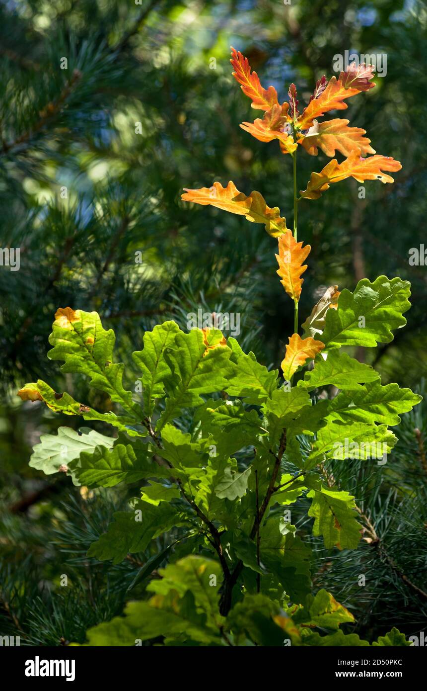 Jeune chêne vert avec une branche de feuilles rouges. Gros plan avec une faible profondeur de champ. Arrière-plan saisonnier naturel. Banque D'Images
