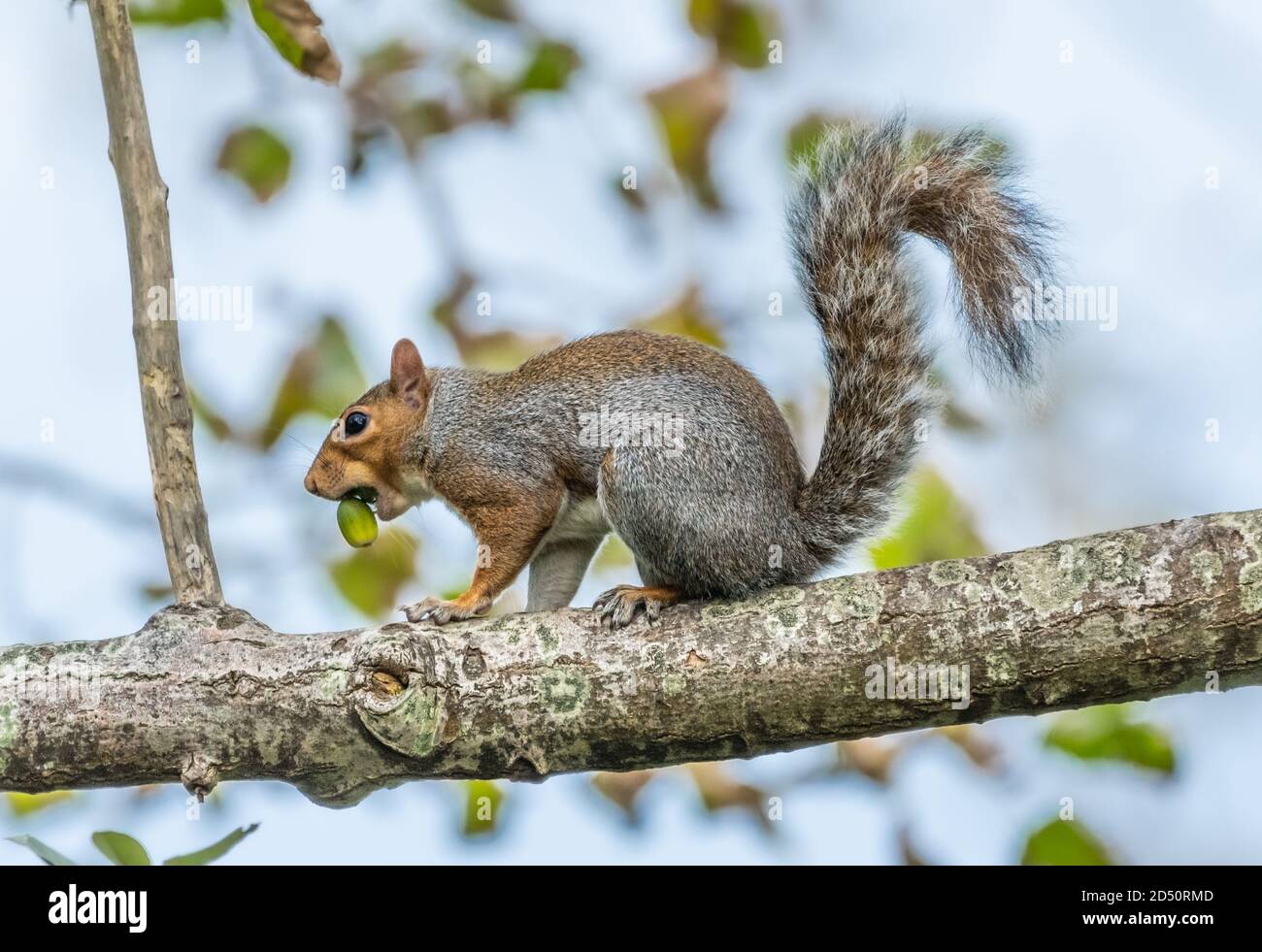 Écureuil gris de l'est (écureuil gris), Sciurus carolinensis, mangeant un gland sur une branche d'arbre en automne à West Sussex, Angleterre, Royaume-Uni. Banque D'Images