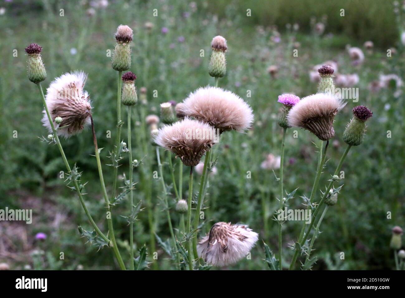 fleur sauvage Banque D'Images