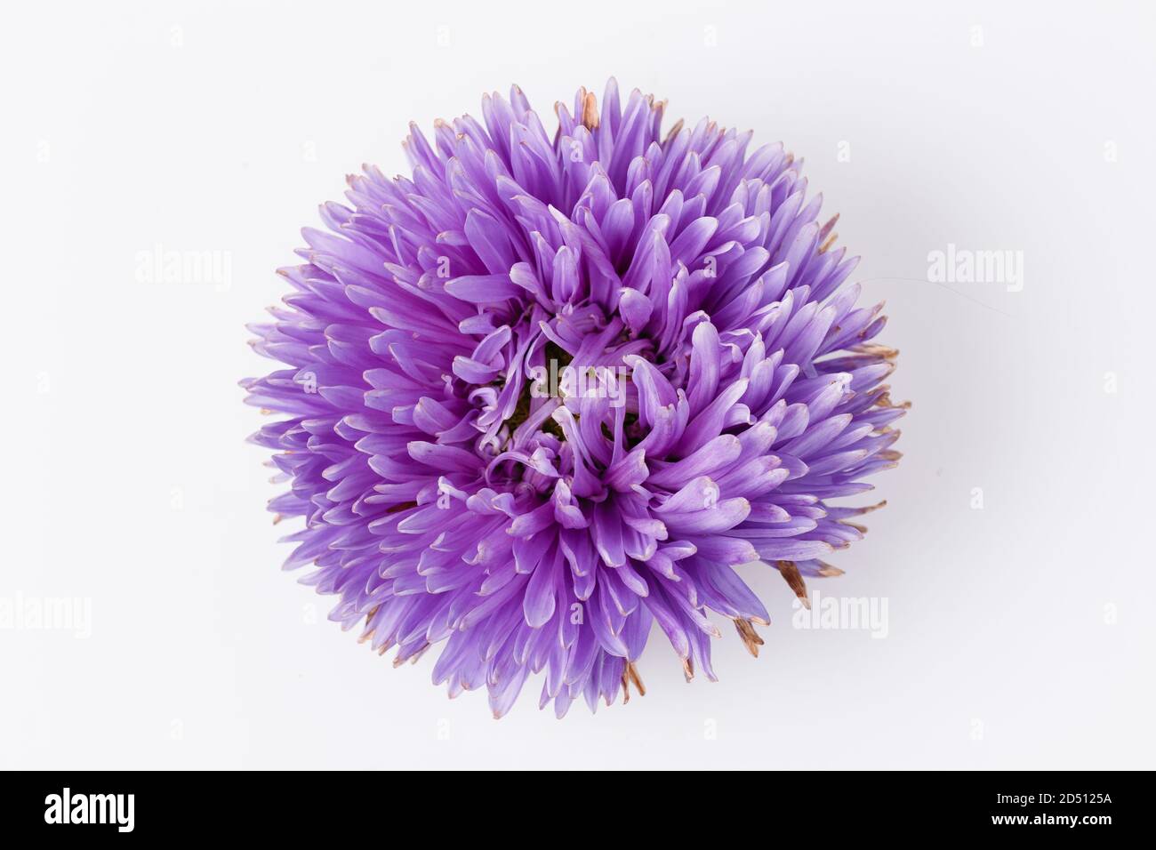 Fleur d'aster violette isolée sur fond blanc. Banque D'Images