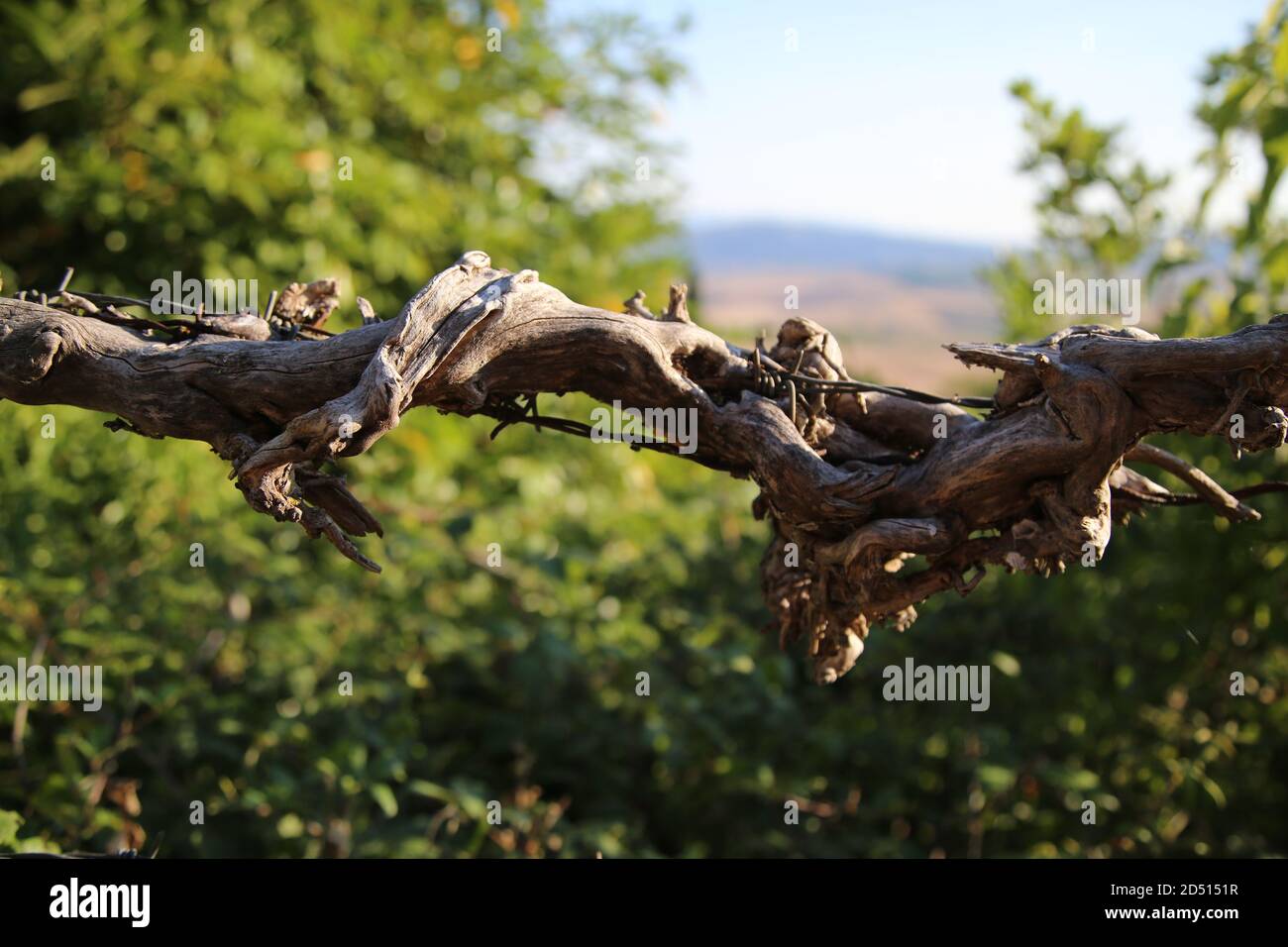 Le pouvoir de la nature l'emporte sur la souffrance Banque D'Images