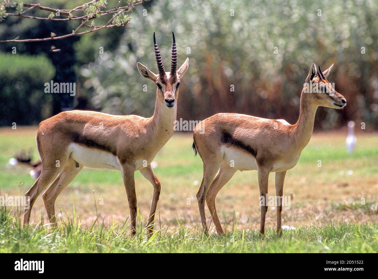 La gazelle de montagne ou gazelle de montagne palestinienne (Gazella gazella) est une espèce de gazelle largement mais inégalement répartie. Gazelles de montagne Banque D'Images