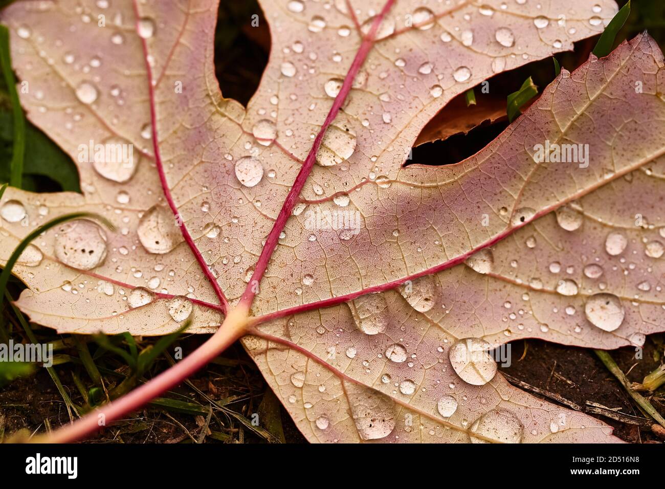 Feuille d'automne sur le sol avec des gouttes de pluie Banque D'Images