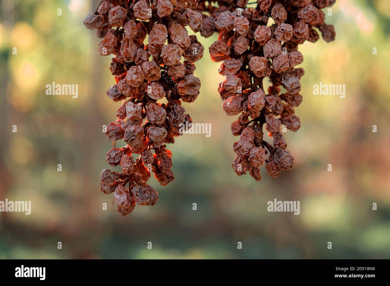 millésime, raisin, gros plan de raisin, vigne Banque D'Images