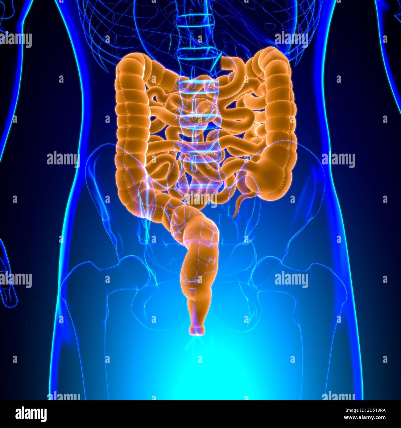 Intestin grêle et gros intestin 3D Illustration système digestif humain