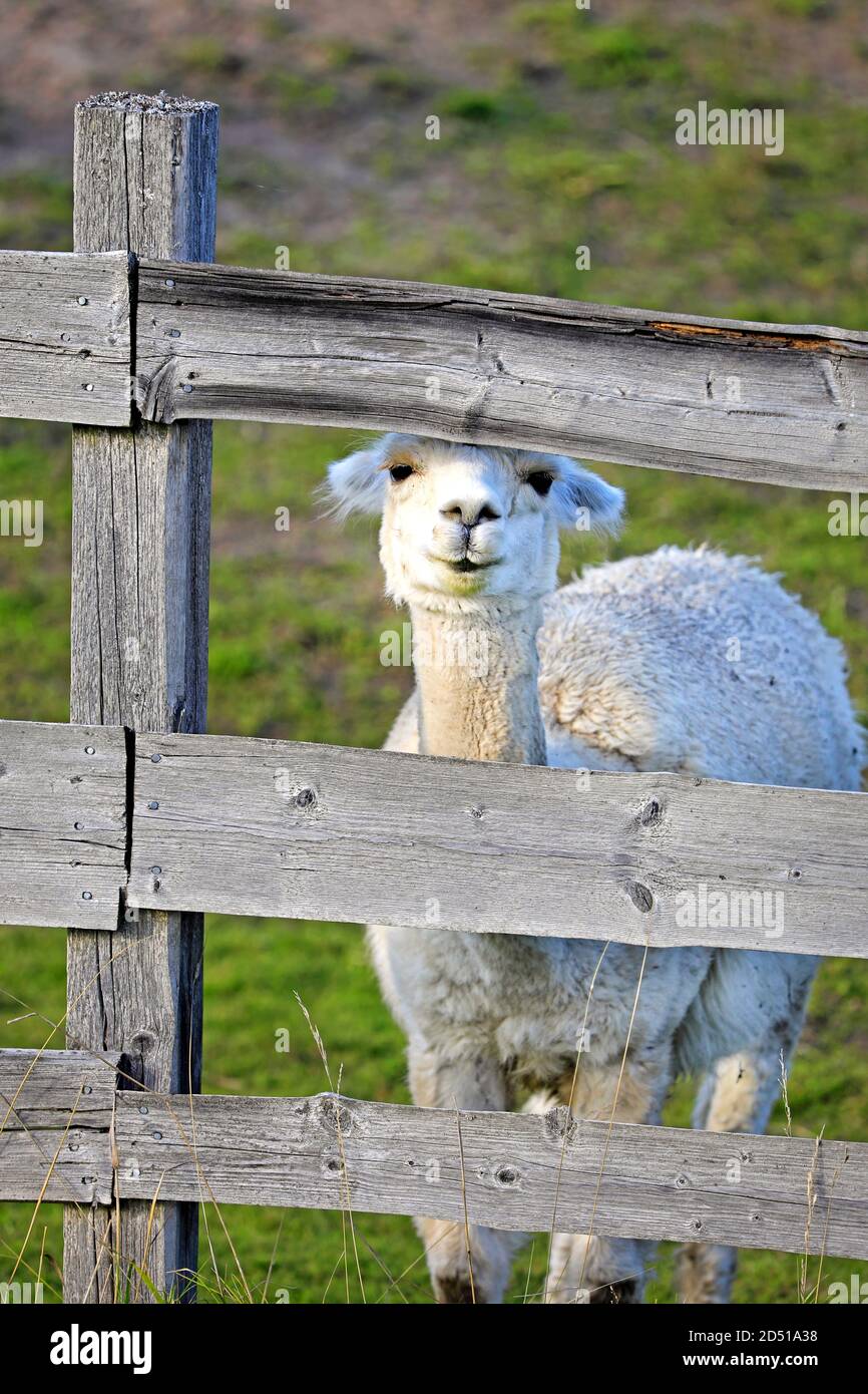 Blanc Alpaca, Vicugna pacos, regarde à travers une clôture en bois et semble sourire. Drôle de photo d'animal. Banque D'Images