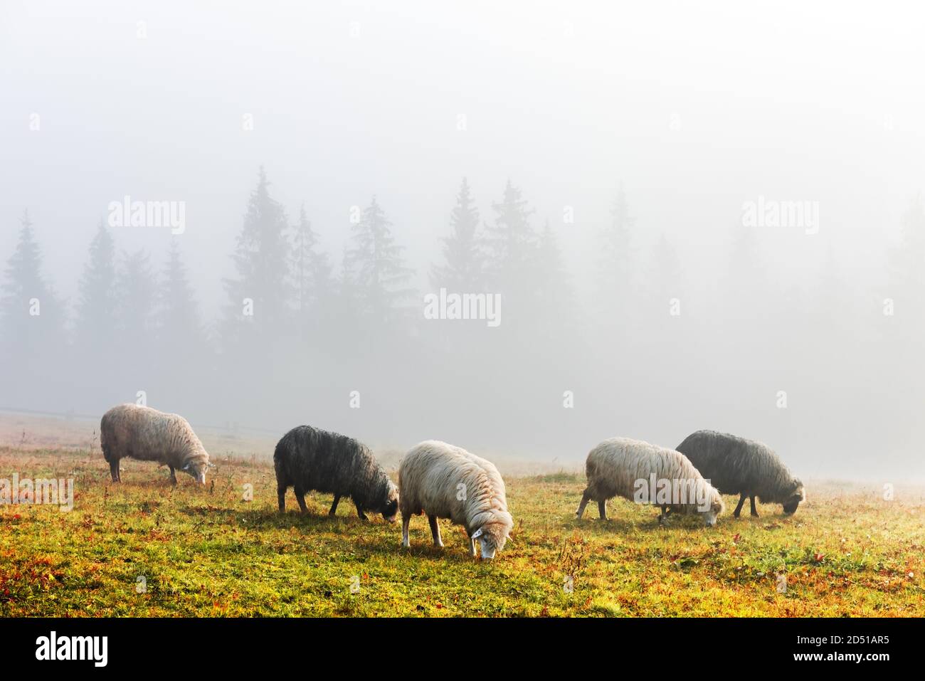 Troupeau de moutons dans les montagnes brumeuses d'automne. Forêt de pins en arrière-plan. Carpates, Ukraine, Europe. Photographie de paysage Banque D'Images