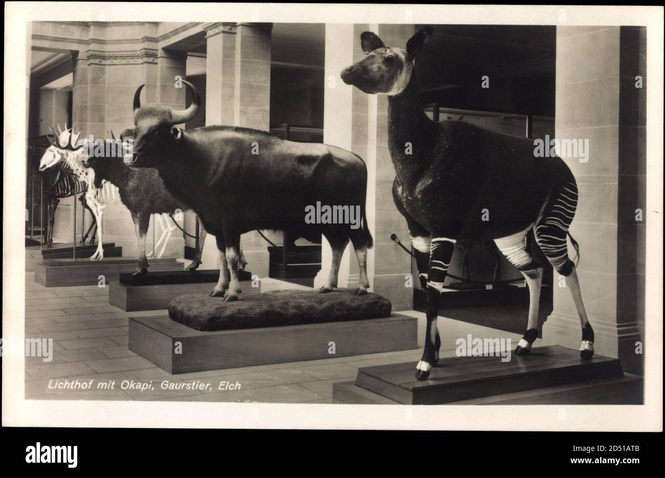 Bonn, Zoolog. Reichsmuseum, Okapi, Geurstier, Elch | utilisation dans le monde entier Banque D'Images