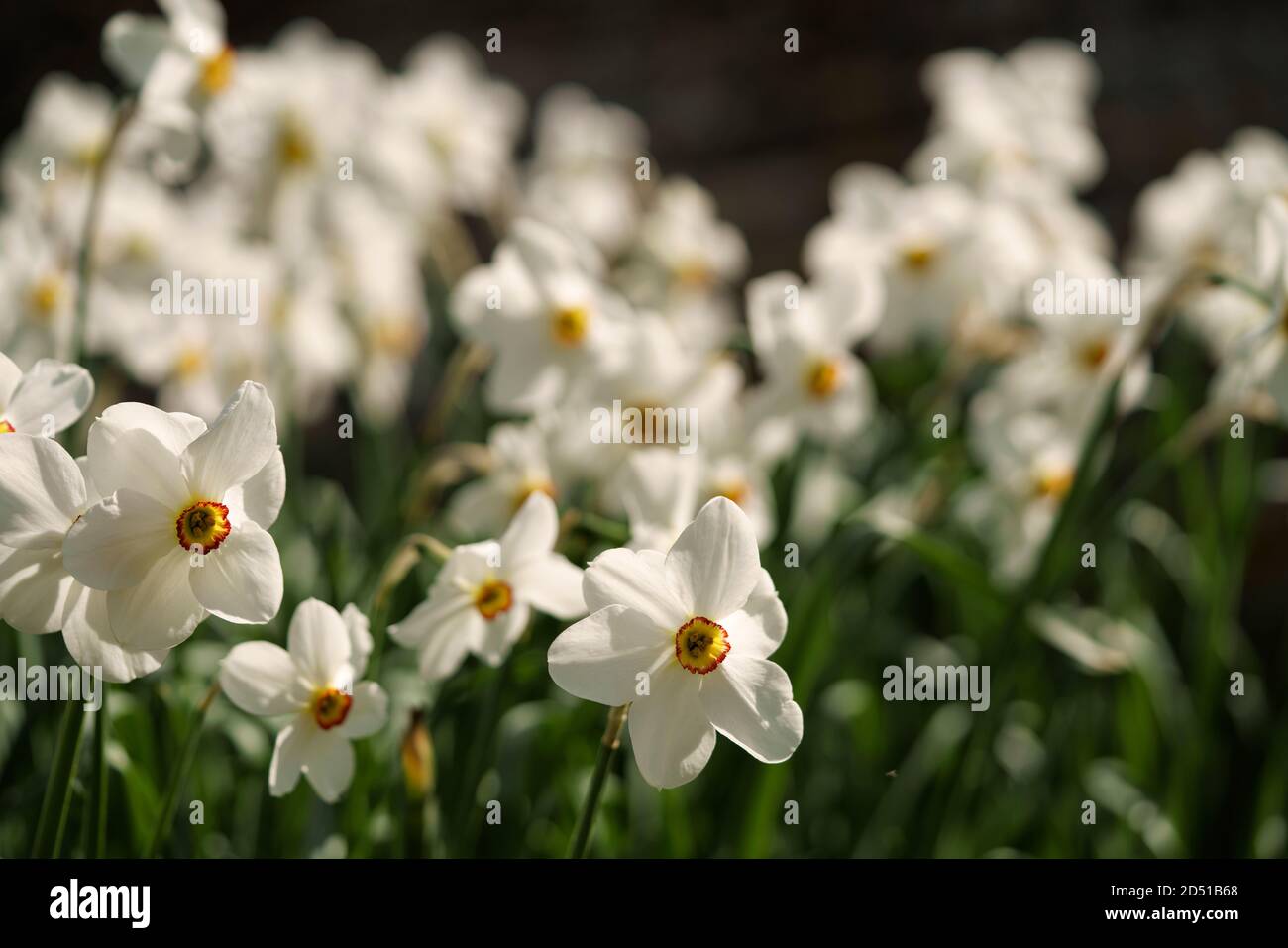 Grand groupe de jonquilles (Narcissus poeticus) en fleurs Banque D'Images