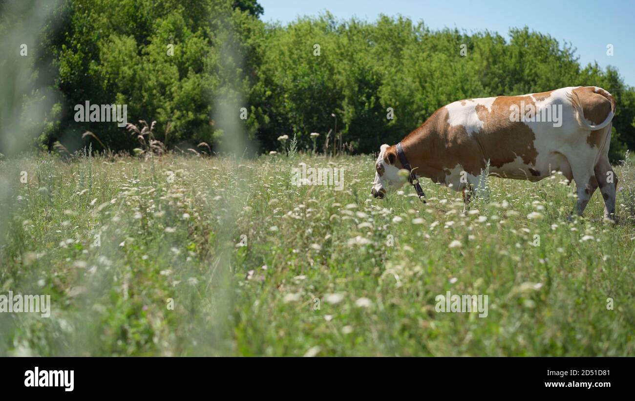 La vache rouge tombe sur un pré d'été. La vache rouge tombe sur un pré d'été. Banque D'Images