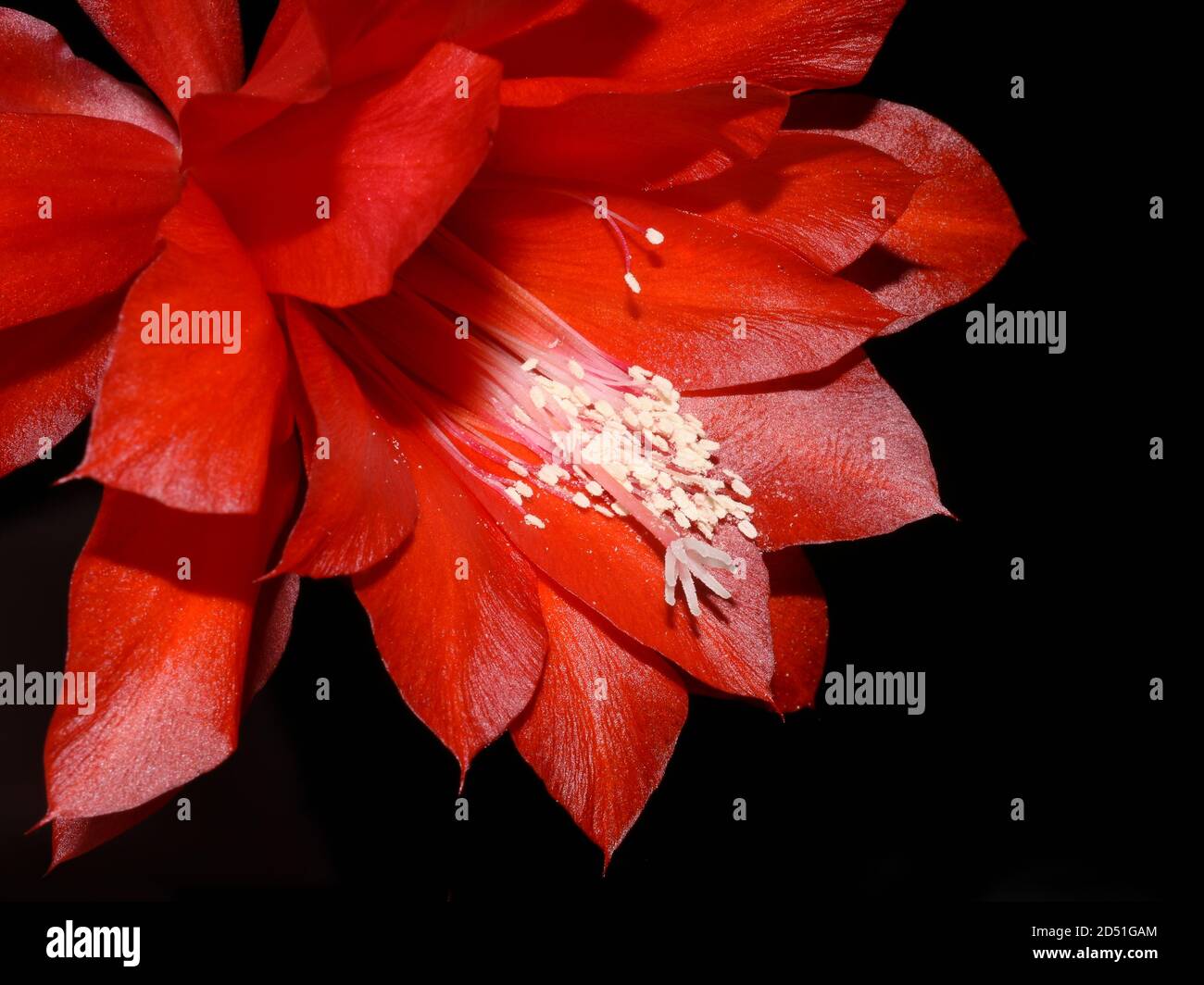 Epiphyllum orchidée cactus fleur rouge isolée sur fond blanc Banque D'Images