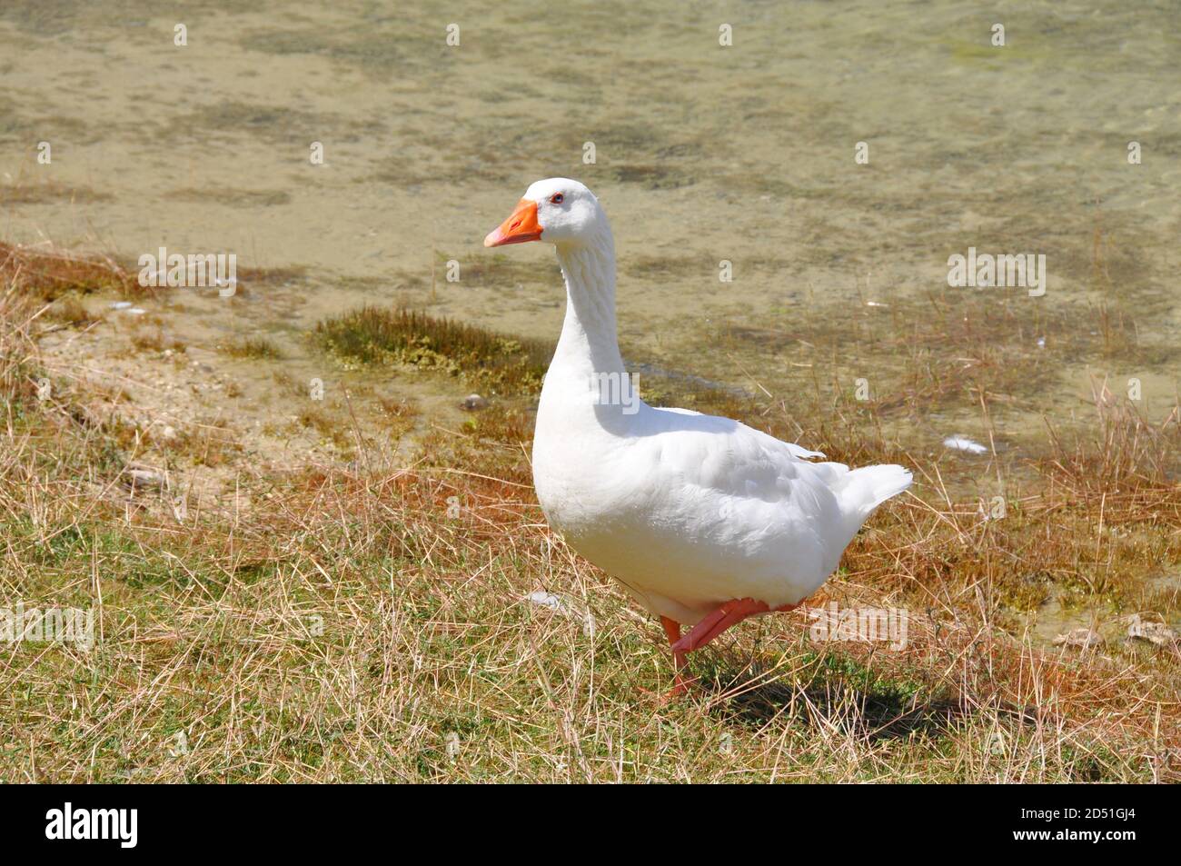 Animal de ferme d'oiseau d'oie blanche marchant sur le sol Banque D'Images