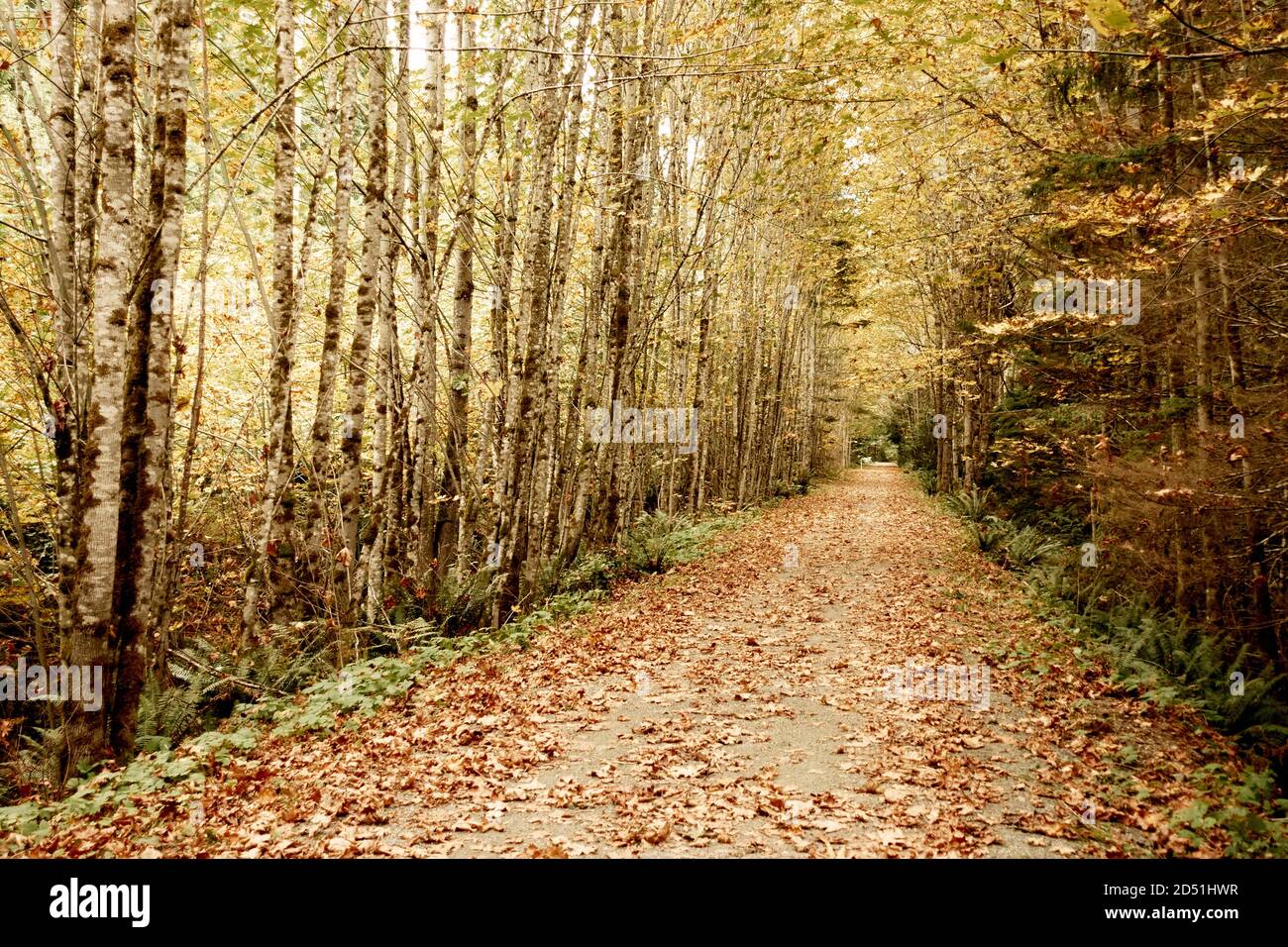 Une chaude journée d'automne dans un parc de la colombie-britannique. Banque D'Images