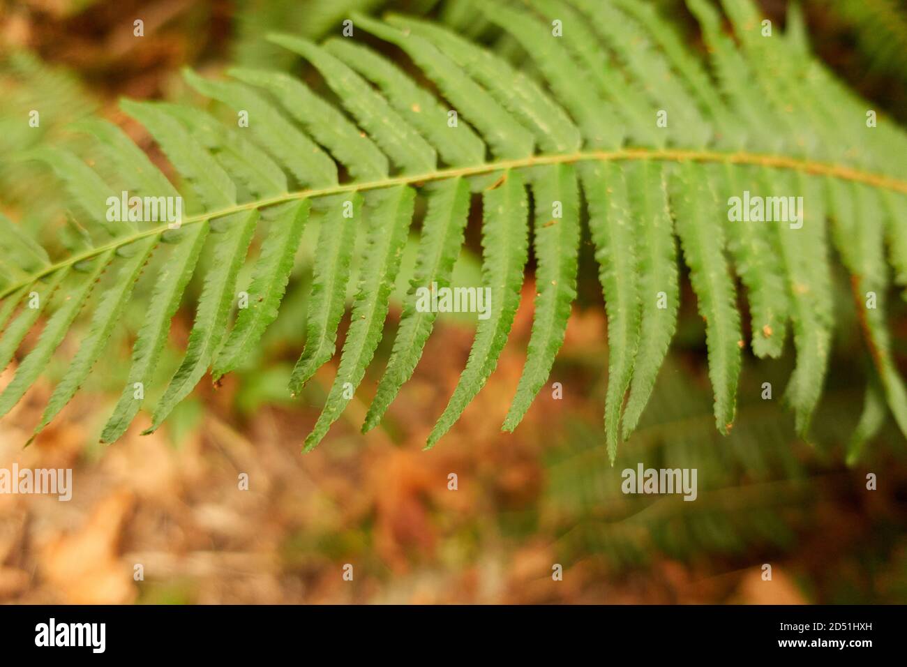 Une chaude journée d'automne dans un parc de la colombie-britannique. Banque D'Images