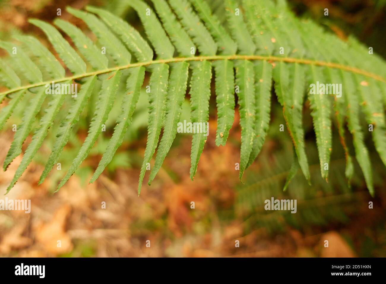 Une chaude journée d'automne dans un parc de la colombie-britannique. Banque D'Images