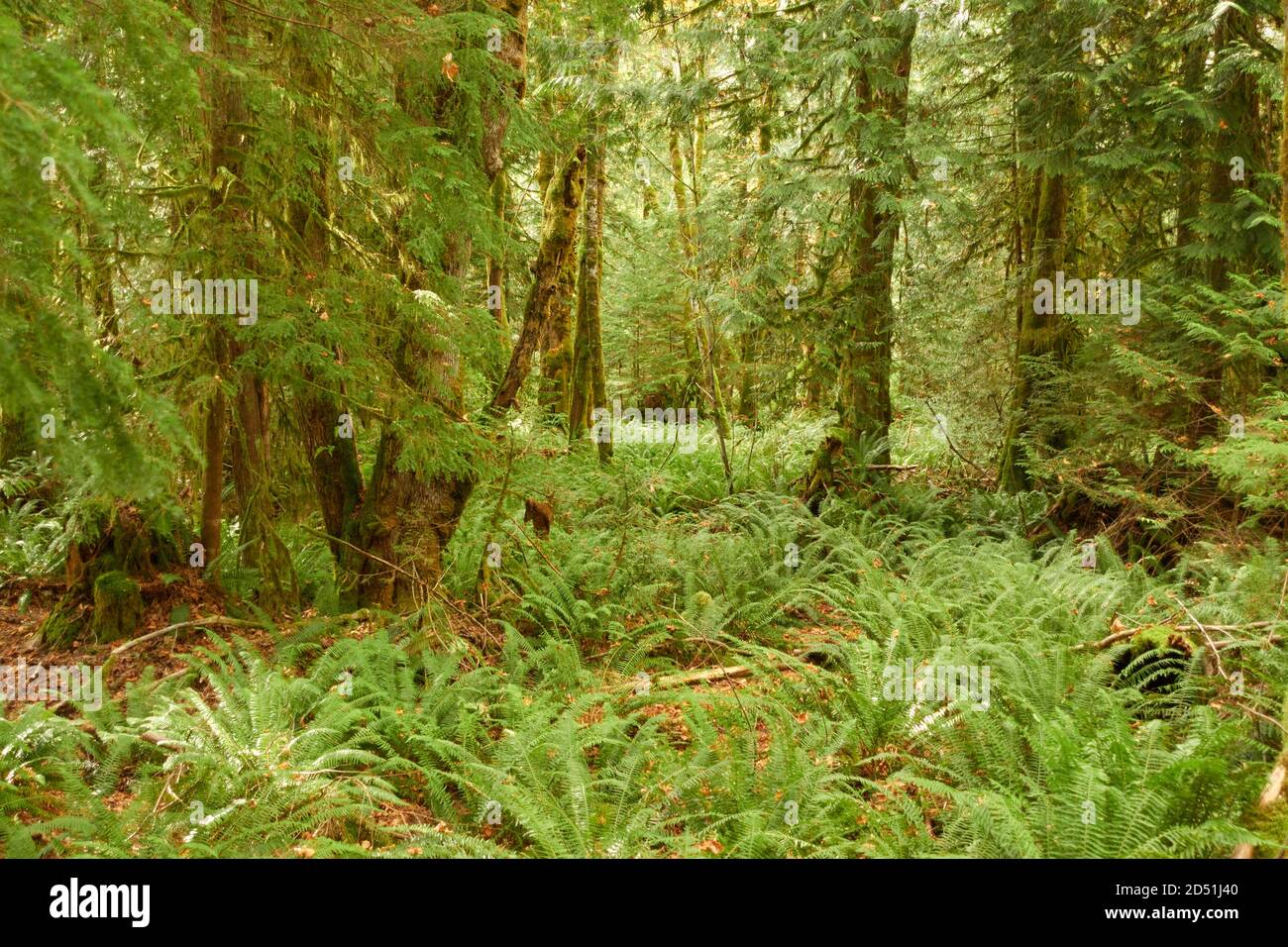 Une chaude journée d'automne dans un parc de la colombie-britannique. Banque D'Images
