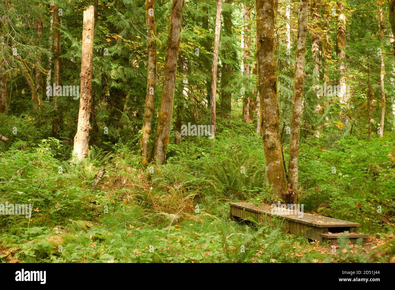 Une chaude journée d'automne dans un parc de la colombie-britannique. Banque D'Images