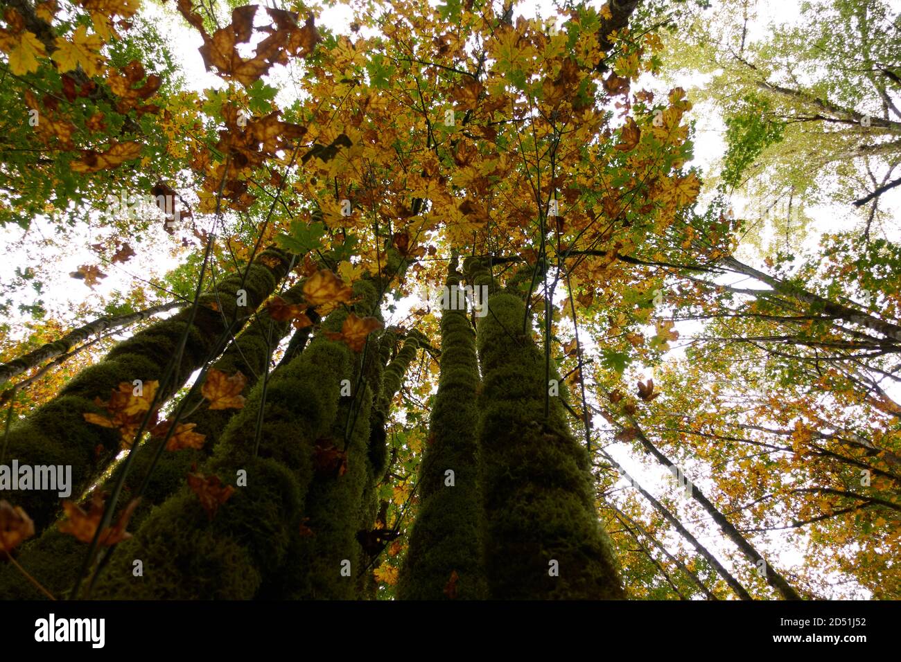 Une chaude journée d'automne dans un parc de la colombie-britannique. Banque D'Images