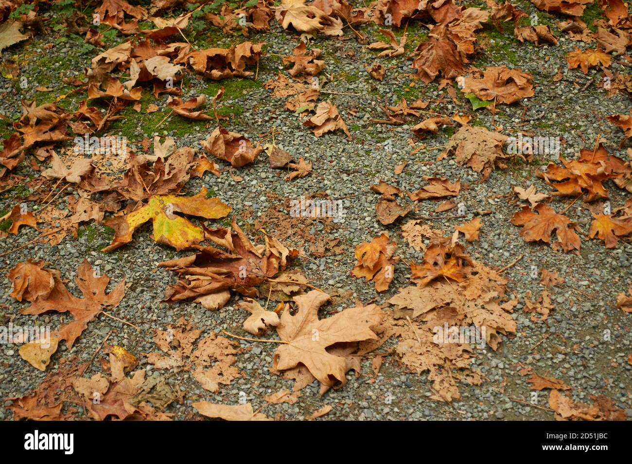 Une chaude journée d'automne dans un parc de la colombie-britannique. Banque D'Images