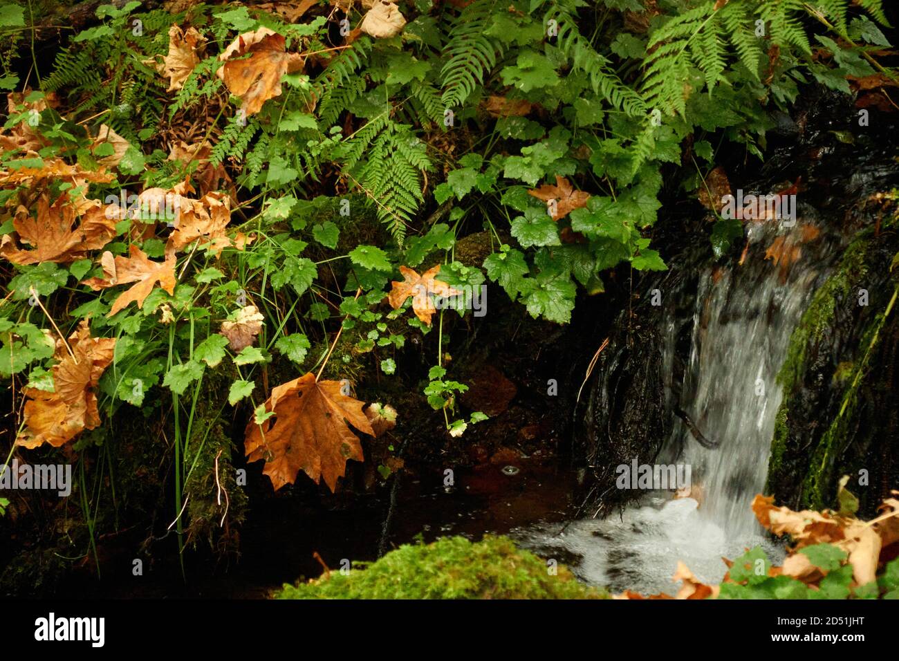 Une chaude journée d'automne dans un parc de la colombie-britannique. Banque D'Images